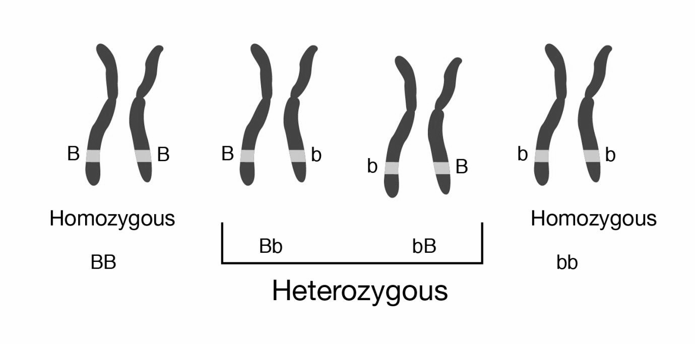 heterozygous.jpg