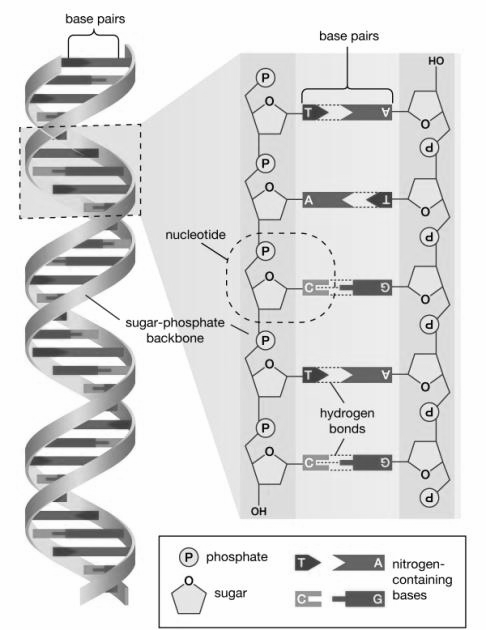 human-genome-deoxyribonucleic-acid-base-pairs-bases.jpg