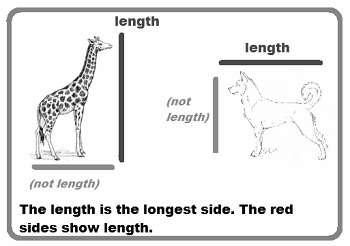 length_giraffe_dog.png